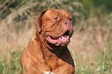 DOGUE DE BORDEAUX 349